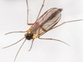 Boletina gripha